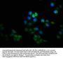 KRT8 Antibody