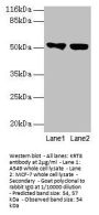 KRT8 Antibody