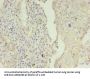 KRT8 Antibody