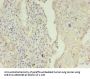 KRT8 Antibody