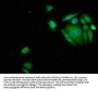 SERPINB3 Antibody