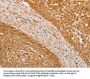 STK40 Antibody