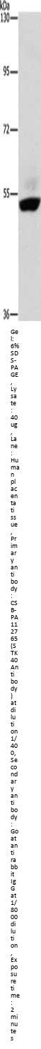 STK40 Antibody