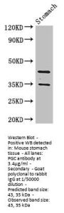 PGC Antibody