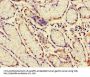 MUC1 Antibody