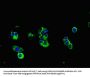 MUC1 Antibody