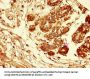 AREG Antibody