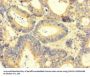 AREG Antibody