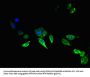 AREG Antibody