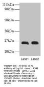 CSH1 Antibody