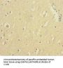 FTL Antibody