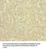 FTL Antibody