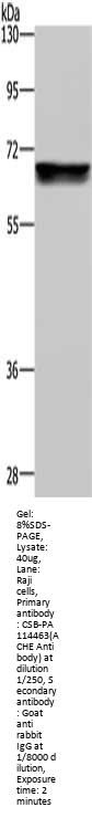 ACHE Antibody