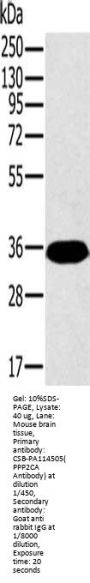 PPP2CA Antibody