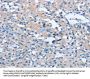 BTN2A2 Antibody