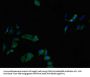 CTSL Antibody