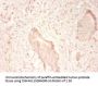 TNC Antibody
