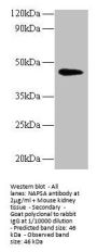NAPSA Antibody