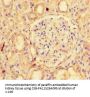NAPSA Antibody