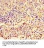 NAPSA Antibody