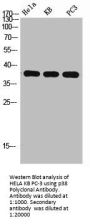 MAPK14 Antibody