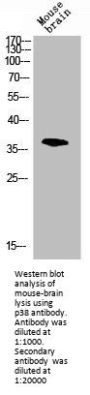MAPK14 Antibody