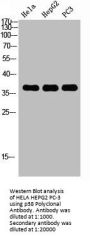MAPK14 Antibody