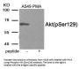 Phospho-AKT1 (Ser129) Antibody