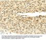 SHPRH Antibody