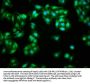 FHIT Antibody