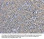 EZR Antibody