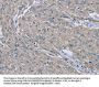 EZR Antibody