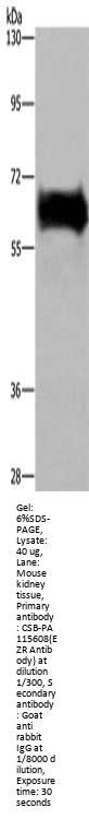 EZR Antibody