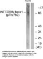 Phospho-ITGB1 (Thr789) Antibody