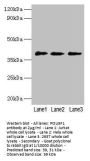 POU5F1 Antibody