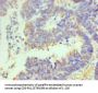 POU5F1 Antibody