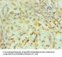 POU5F1 Antibody