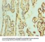 POU5F1 Antibody