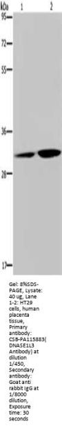 DNASE1L3 Antibody