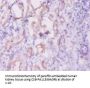 INHA Antibody