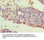 WT1 Antibody
