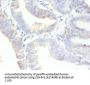 MKI67 Antibody
