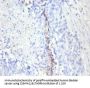 MKI67 Antibody
