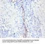 MKI67 Antibody