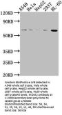 MDM2 Antibody