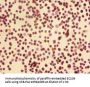 CDK4 Antibody