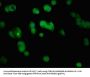 KRT5 Antibody