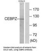 CEBPZ Antibody