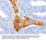 ENPP7 Antibody