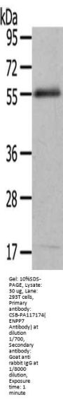 ENPP7 Antibody